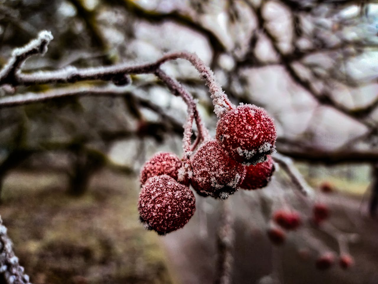 Winter Fruits Ranked by Calories